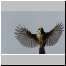 Parus Cristatus - Haubenmeise 14a.jpg